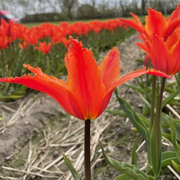 Lilienblütige Tulpe Alexandrine