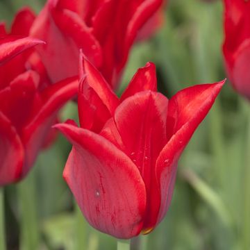 Lilienblütige Tulpe Moneymaker