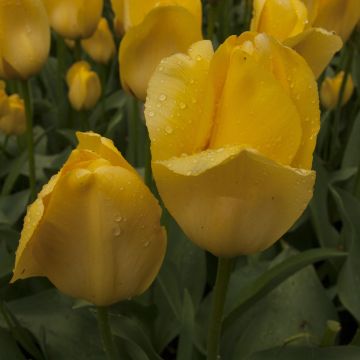 Darwin-Hybrid-Tulpe Tulipa