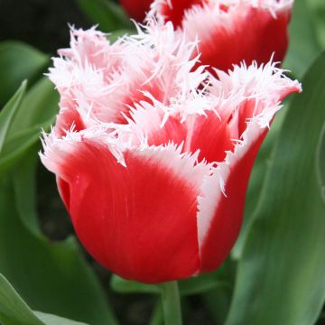 Gefranste Tulpe New Santa