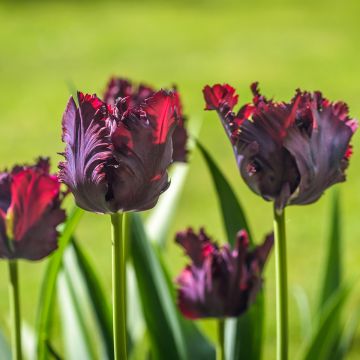 Papageien-Tulpe Black Parrot