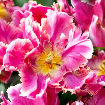 Papageien-Tulpe Estella Rijnveld