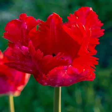 Papageien-Tulpe Exotic Parrot