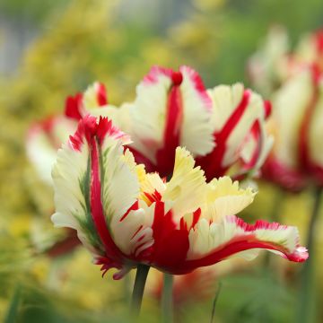 Papageien-Tulpe Flaming Parrot