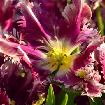 Papageien-Tulpe Mysterious Parrot