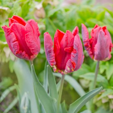 Papageien-Tulpe Rococo