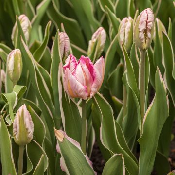 Papageien-Tulpe Silver Parrot