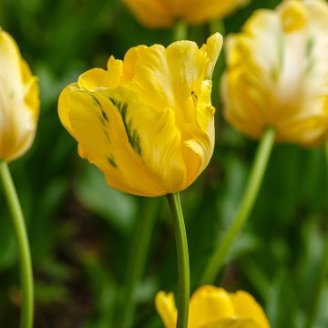 Tulipe Perroquet Yellow Sun