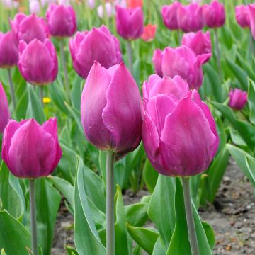 Triumph-Tulpe Purple Flag