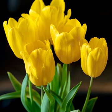 Triumph-Tulpe Strong Gold