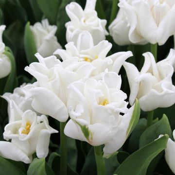 Triumph-Tulpe White Liberstar