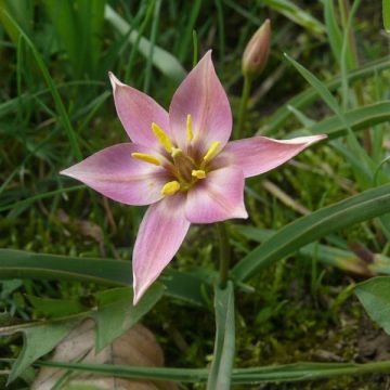 Tulipa aucheriana - Auchers Tulpe