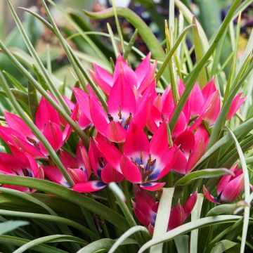 Tulipa hageri Little Beauty - Balkan-Tulpe