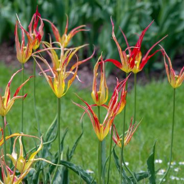 Tulipa acuminata - Horntulpe