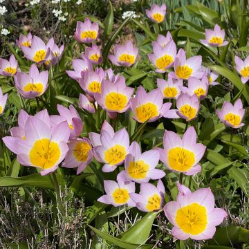 Tulipe botanique bakeri Lilac Wonder