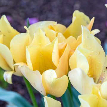 Tulipe botanique batalinii Bright Gem