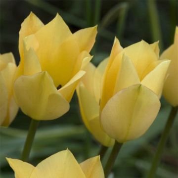 Tulipa batalinii Bronze Charm - Leinblättrige Tulpe