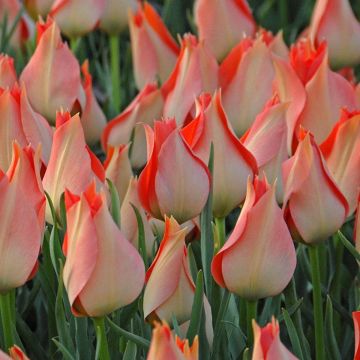 Tulipa batalinii Salmon Gem - Leinblättrige Tulpe