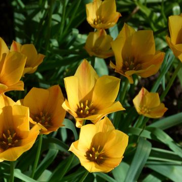 Tulipa linifolia Yellow Jewel - Leinblättrige Tulpe