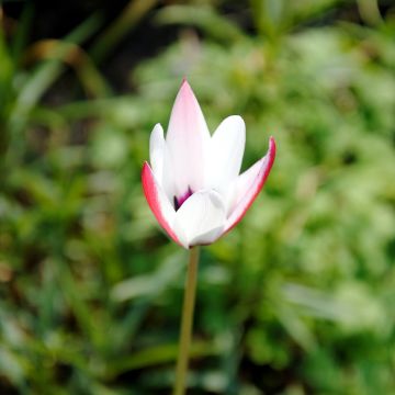 Tulipa clusiana Peppermint Stick - Clusius-Tulpe