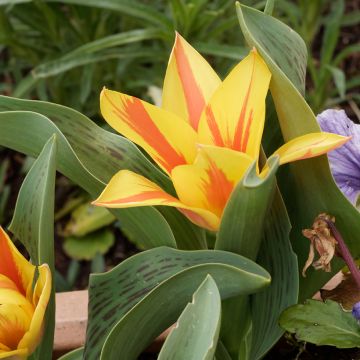 Tulipe botanique greigii Winnipeg