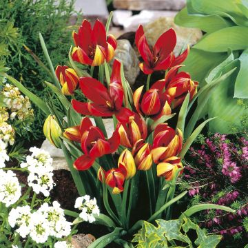 Tulipa hageri - Hager-Tulpe