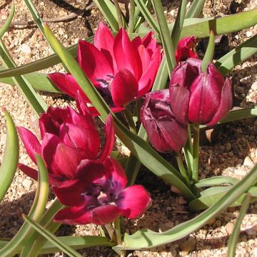 Tulipa humilis Lilliput - Niedrige Tulpe