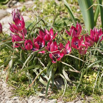 Tulipa humilis Norah - Niedrige Tulpe