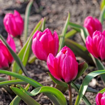 Tulipa humilis var. pulchella Violacea - Niedrige Tulpe