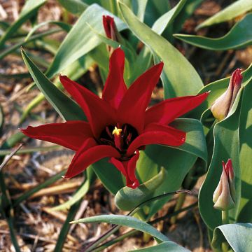 Tulipa ingens - Riesige Tulpe