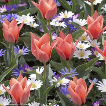 Tulipa kaufmanniana Fritz Kreisler