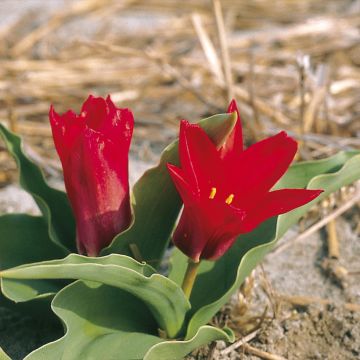 Tulipa kaufmanniana Pink Dwarf