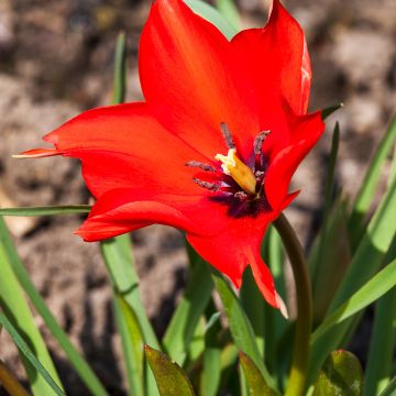 Tulipa linifolia - Leinblättrige Tulpe