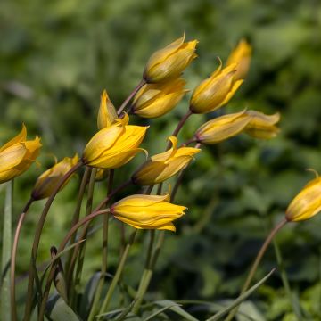 Tulipa sylvestris - Wilde Tulpe