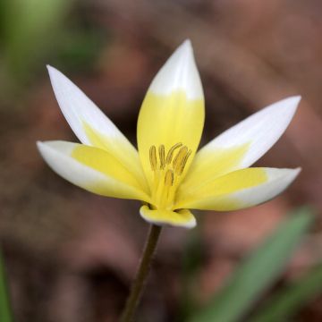 Tulipa tarda - Späte Tulpe