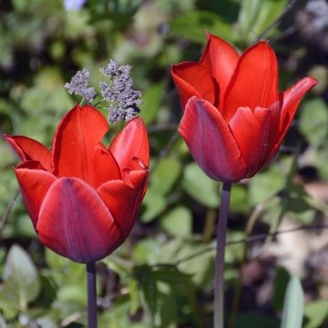 Frühe Einfache Tulpe Couleur Cardinal