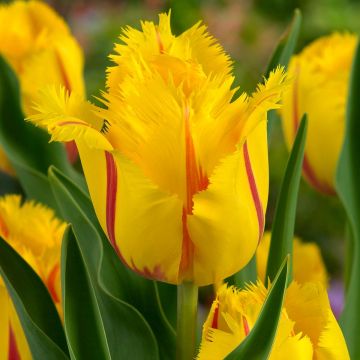 Gefranste Tulpe Flamenco