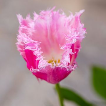 Gefranste Tulpe Huis Ten Bosch