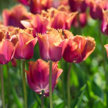 Gefranste Tulpe Louvre Orange