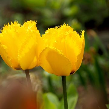 Gefranste Tulpe Maja