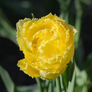 Gefranste Tulpe Exotic Sun