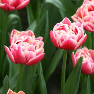 Frühe Gefüllte Tulpe Columbus