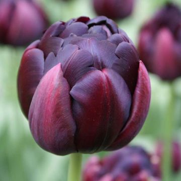 Späte Gefüllte Tulpe Black Héro