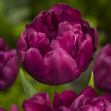 Frühe Gefüllte Tulpe Alison Bradley