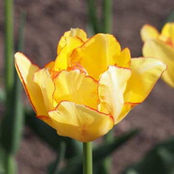 Frühe Gefüllte Tulpe Aquilla