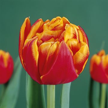 Frühe Gefüllte Tulpe Cilesta