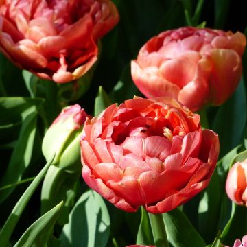 Frühe Gefüllte Tulpe Copper Image