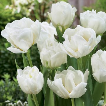 Frühe Gefüllte Tulpe Mondial