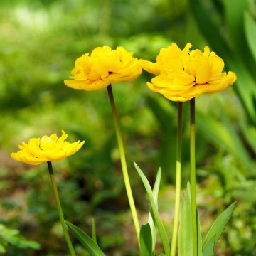 Frühe Gefüllte Tulpe Monte Carlo