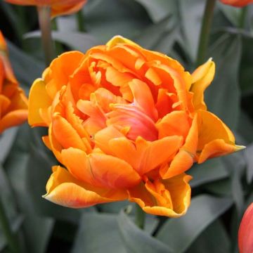 Späte Gefüllte Tulpe Orange Princess